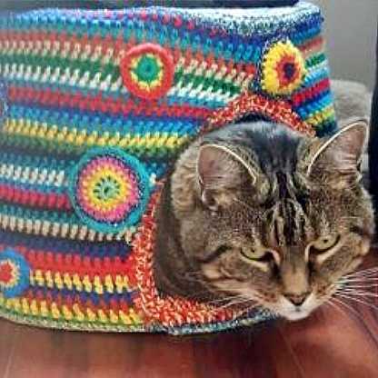 foto van kat in een mandje
